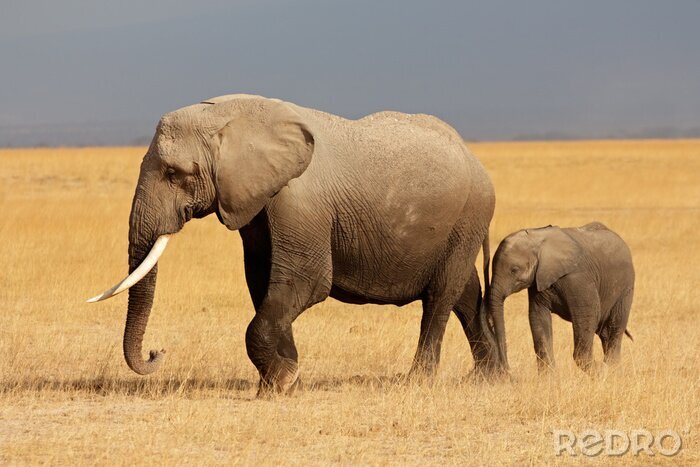 Poster Elefanten auf Safari im Nationalpark