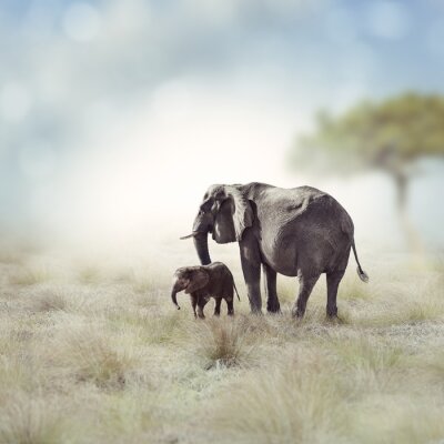 Elefanten auf verschwommenem Hintergrund