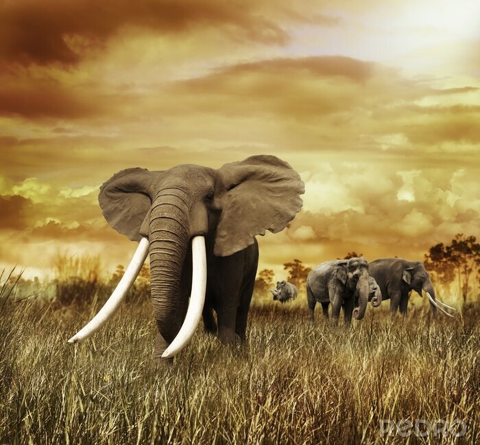 Poster Elefanten bei Sonnenuntergang