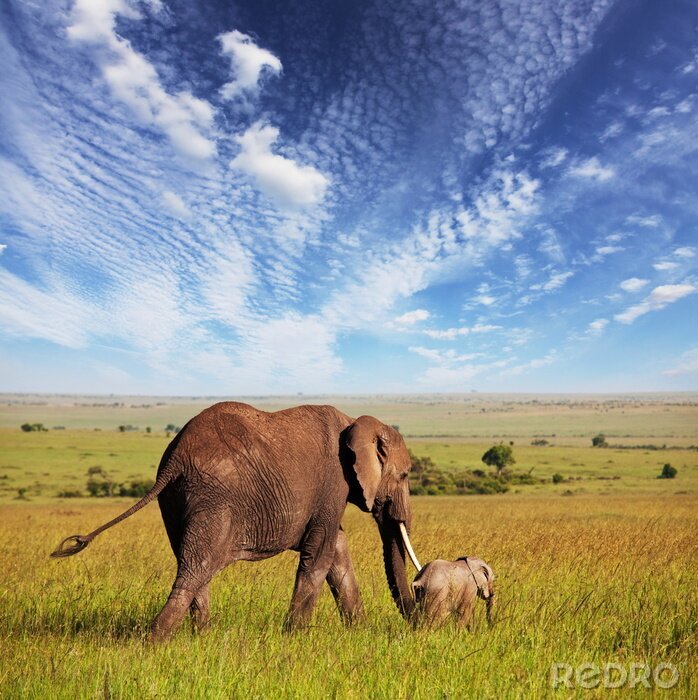 Poster Elefanten im Sommerhimmel