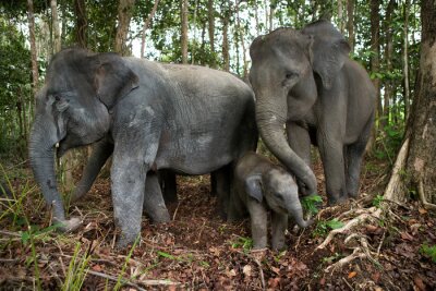 Poster Elefanten in einem Nationalpark