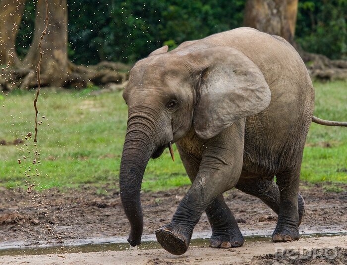 Poster Elefantenbaby laufend