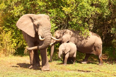 Elefantenfamilie am Rande des Waldes