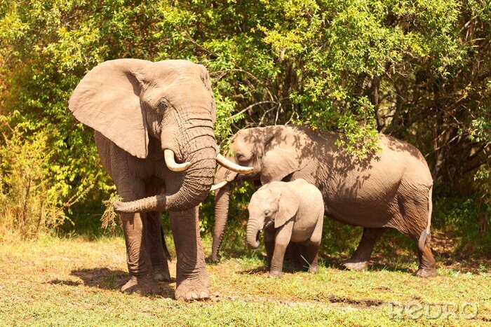Poster Elefantenfamilie am Rande des Waldes