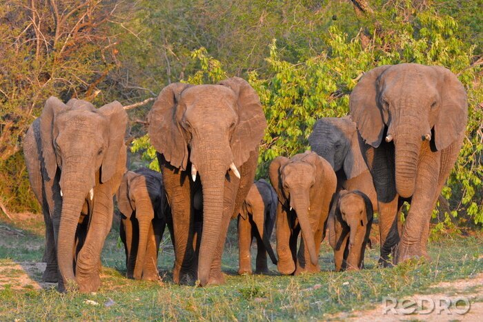 Poster Elefantenfamilie bei Sonnenaufgang