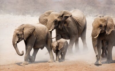 Elefantenfamilie im Staub