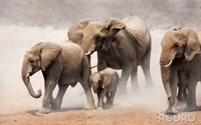 Poster Elefantenfamilie im Staub