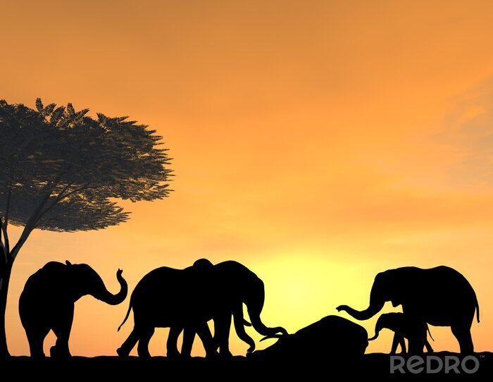 Poster Elefantenherde in der untergehenden Sonne