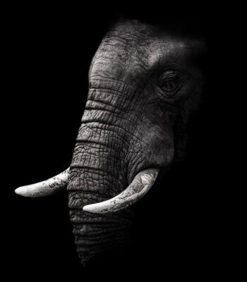 Elefantenkopf auf dunklem Hintergrund