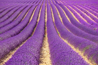 Endlose Reihen von Lavendel