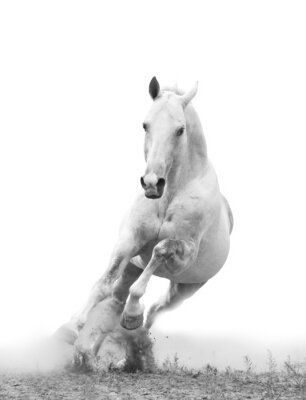 Energisches weißes pferd