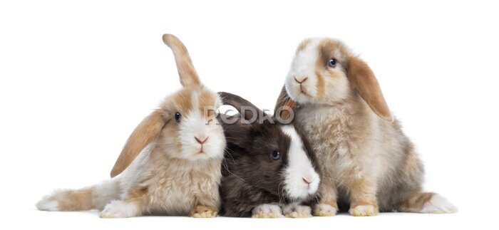 Poster Englische Kaninchen Widder auf weißem Hintergrund