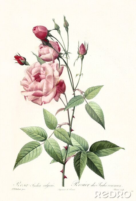 Poster Entwickelte Rose auf einem stacheligen Zweig