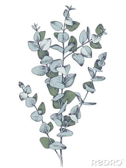 Poster Eukalyptusblätter Skizze in Grün
