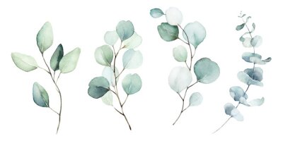 Eukalyptuspflanzen in Aquarell gemalt