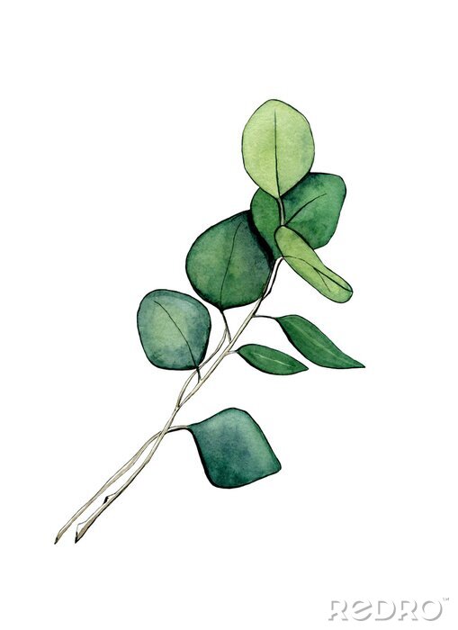 Poster Eukalyptuszweig mit grünen Blättern