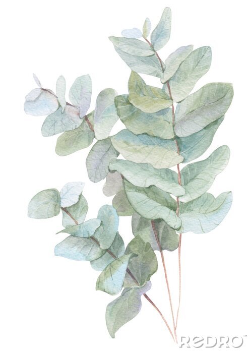 Poster Eukalyptuszweige in Pastellfarben