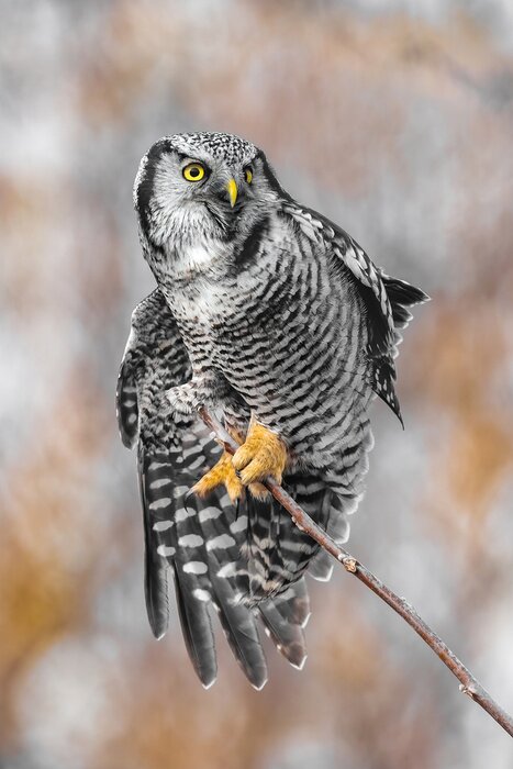 Poster Eule auf einem kleinen Ast