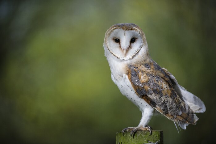 Poster Eule auf einem unscharfen grünen Hintergrund