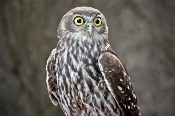 Poster Eule auf unscharfem Hintergrund