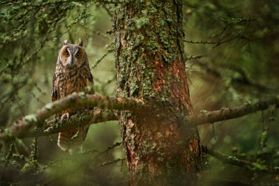 Eule im dichten Wald