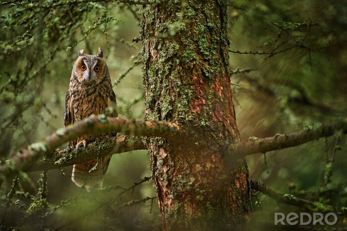 Poster Eule im dichten Wald