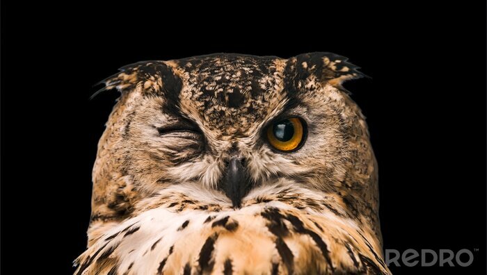 Poster Eule mit geschlossenem Auge