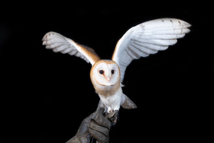 Poster Eule schwarz weiß Hintergrund