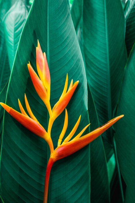 Poster Exotische Pflanze mit großen grünen Blättern