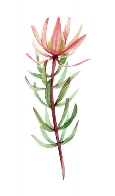 Poster Exotische Pflanze Zeichnung in Pastellfarben