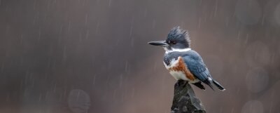 Exotischer Vogel im Regen