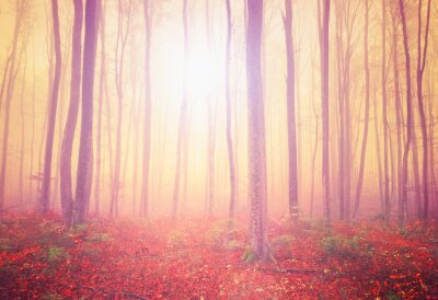 Fantasy-Wald im Herbst