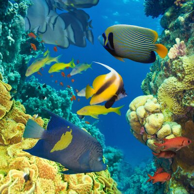 Farbenfrohe Fische und Korallenriff
