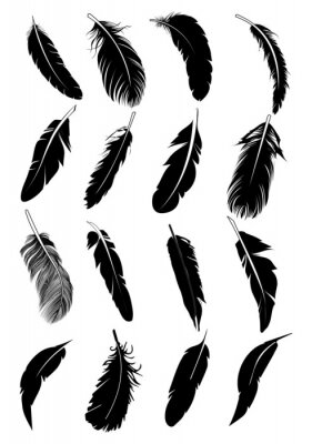 Poster Federn von Vögeln verschiedener Arten