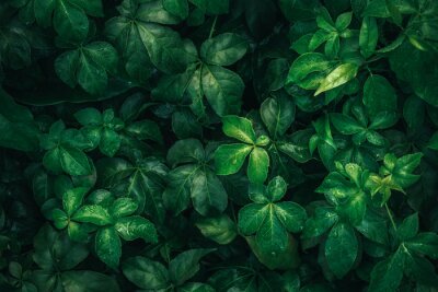 Feine grüne Blätter