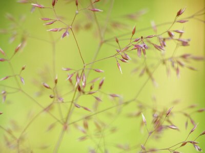 Feines Gras von nahem