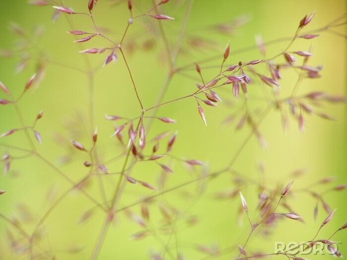 Poster Feines Gras von nahem