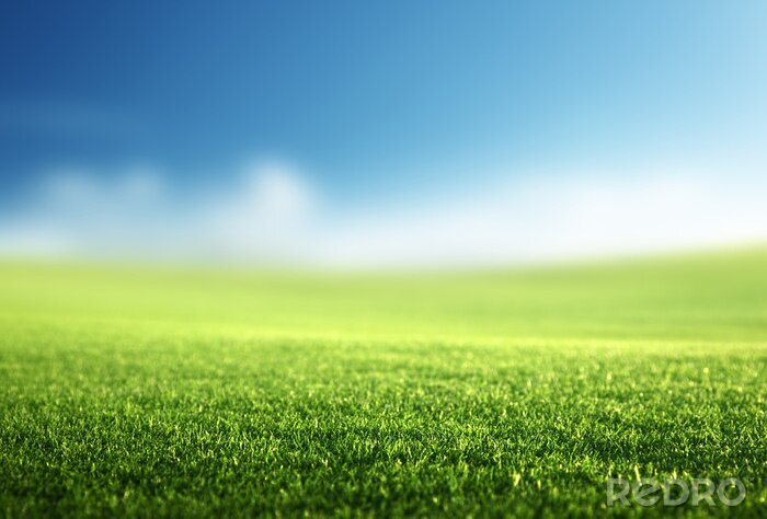 Poster Feld des Frühlingsgrases