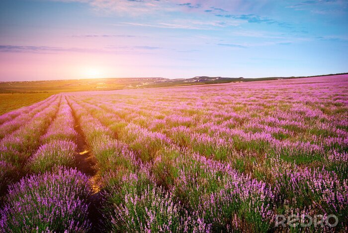 Poster Feld klarer Himmel und Sonne