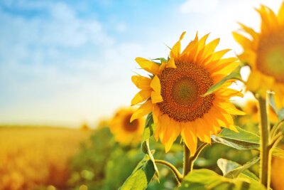 Poster Feld mit Blumen der Sonne