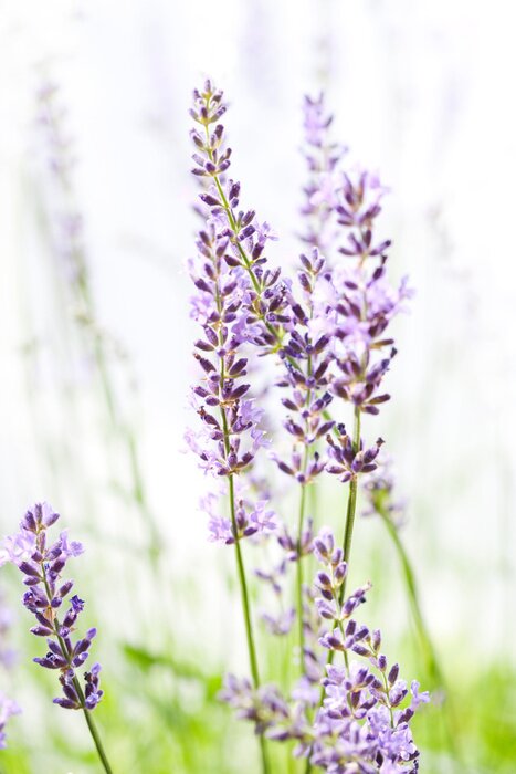 Poster Feld mit kleinen Lavendelblüten