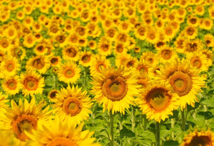 Poster Feld mit Sonnenblumen in der Provence