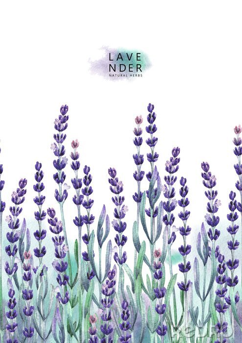 Poster Feld von Lavendel mit Aquarell gemalt