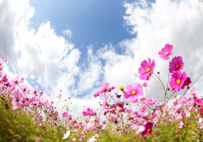 Feld von rosa Blumen und Himmel