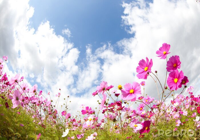 Poster Feld von rosa Blumen und Himmel
