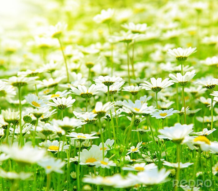 Poster Feld von weißen Blumen