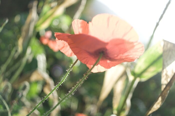 Poster Feldblumen Blütenblätter von der Sonne beleuchtet