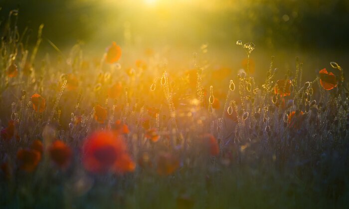 Poster Feldblumen idyllische Postkarte
