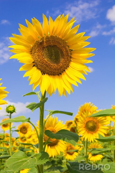 Poster Feldblumen in Richtung der Sonne gewendet