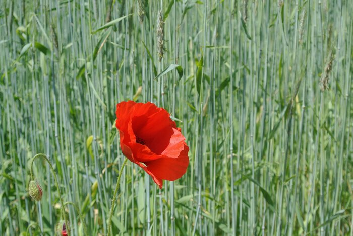 Poster Feldblumen inmitten der Gräser
